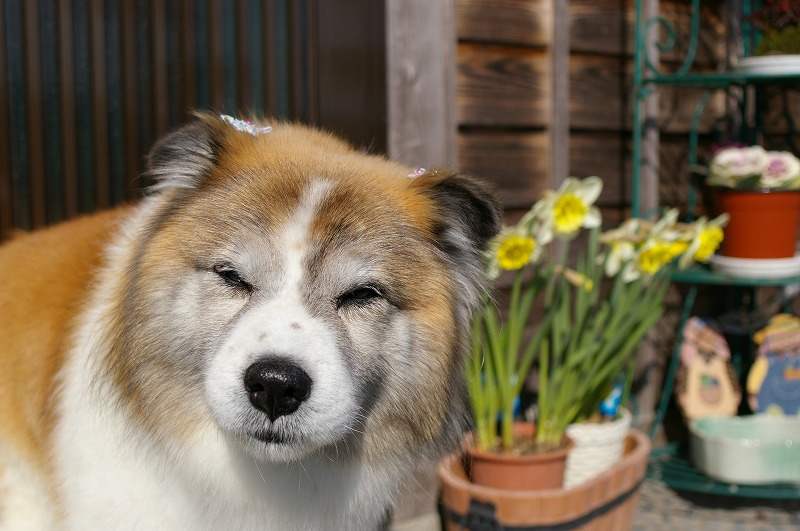 花と犬_c0106831_3515679.jpg