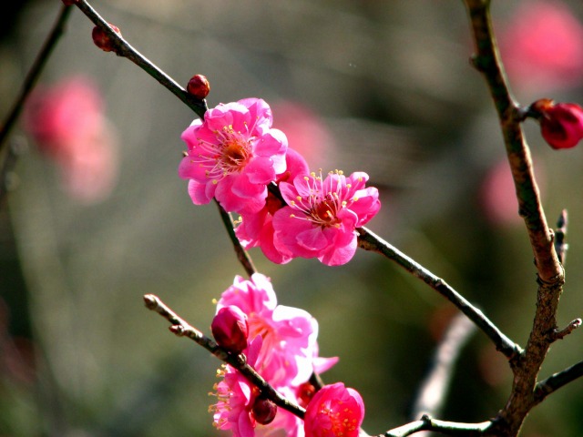 青梅市梅の公園へ行く。_f0067059_2157196.jpg