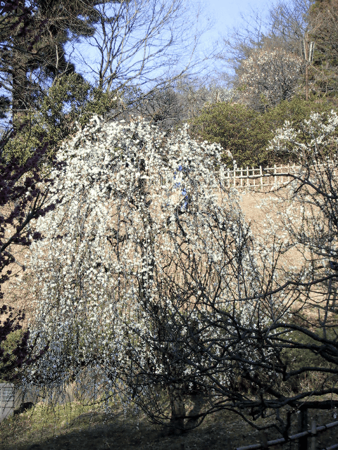 a0006605_1112882.gif