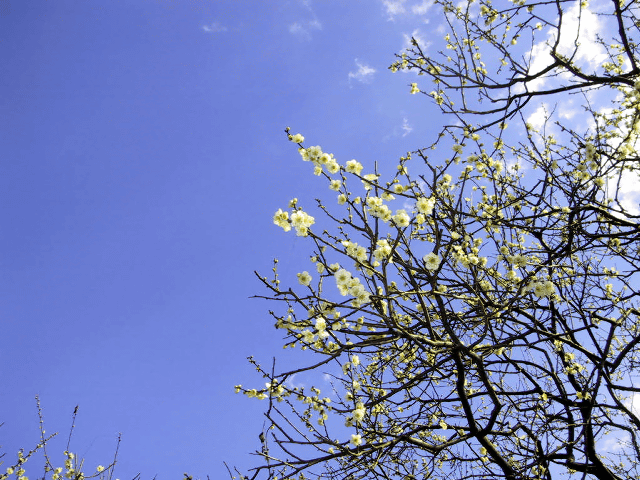 a0006605_11134076.gif