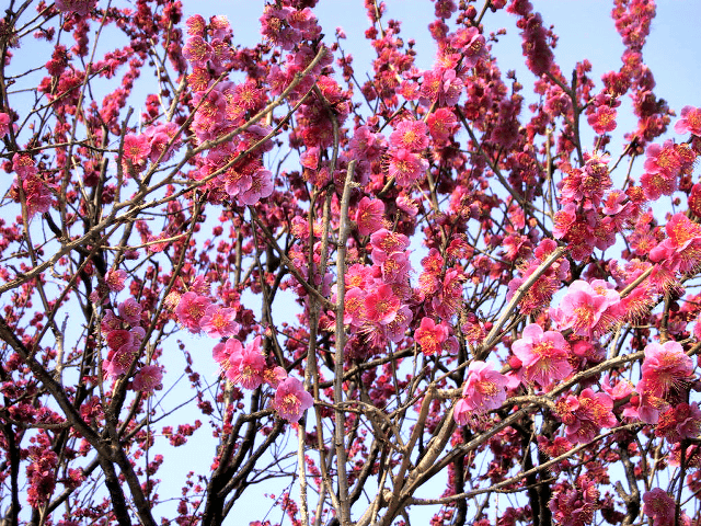 a0006605_1113927.gif