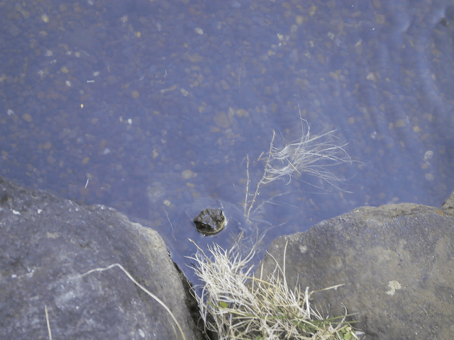 a0006605_1115698.gif
