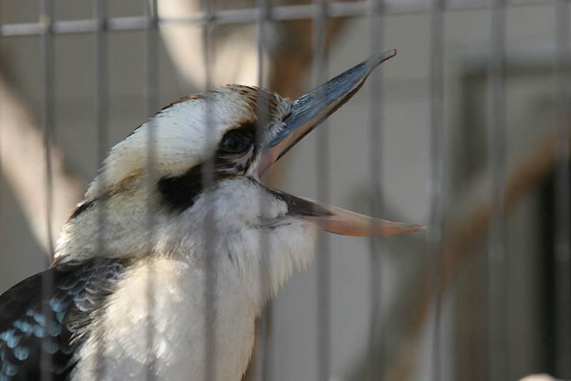 動物園にて_c0058205_194437.jpg