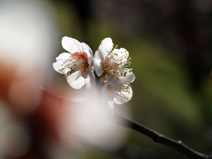 花畑園芸公園の梅_a0037907_21474356.jpg