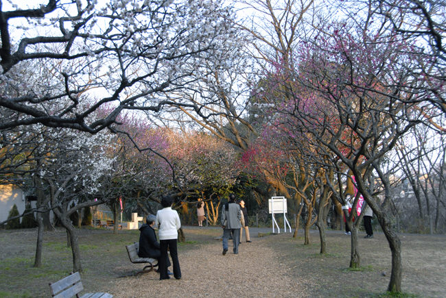 公園の梅　～７分咲きになりました～_d0085413_2134675.jpg