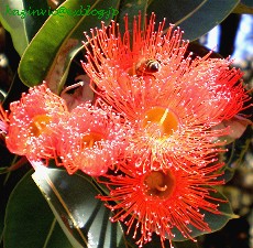 Red-flowering Gum (Eucalyptus ficifolia)_c0035816_2039458.jpg