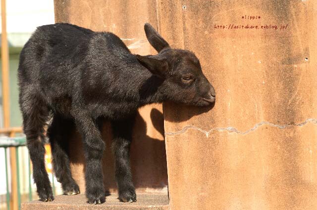 くろやぎさん 動物園でお散歩