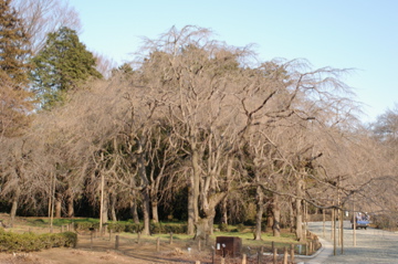 e0095468_20561556.jpg