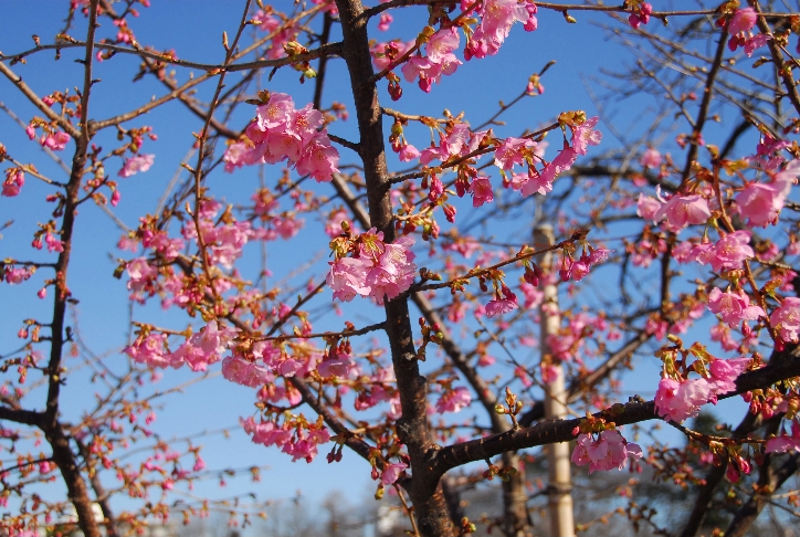 河津桜＠馬事公苑＠2/11/2007_d0056382_23324925.jpg