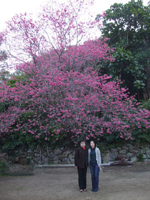 仲良し母娘の桜三昧!_e0028387_20264897.jpg