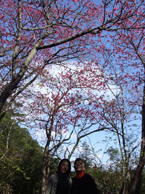 仲良し母娘の桜三昧!_e0028387_2037715.jpg
