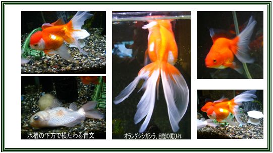 泳げない金魚 庭の花 カランコエ他 チョコットメモ記