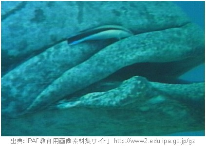 捏造の見抜き方－２： 剣歯ギンポを探せ！_c0071305_5403616.jpg