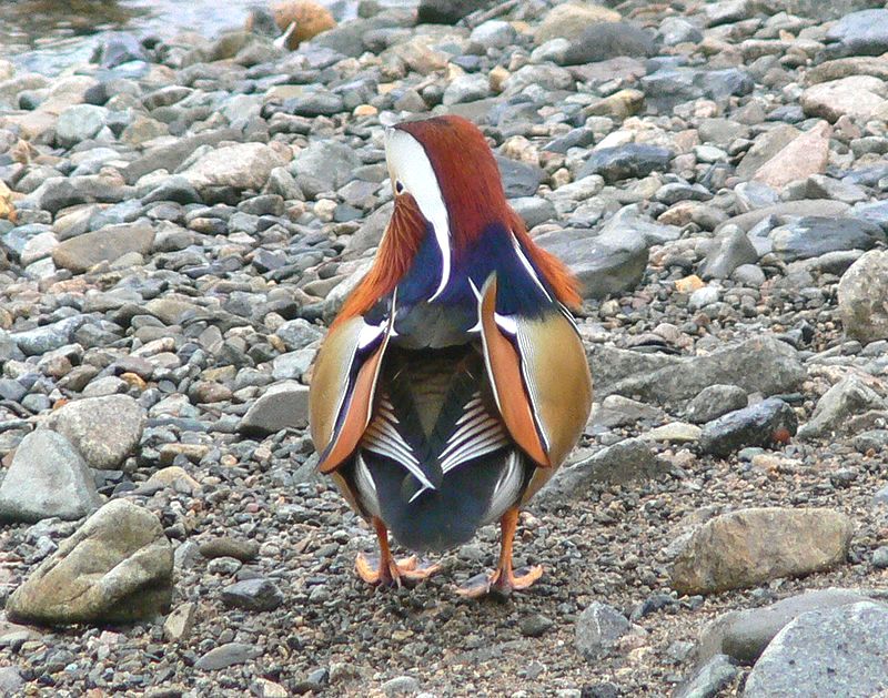 【超希少！】天然 オシドリの羽 「銀杏羽」野鳥 羽根 鳥の羽根 額縁入り 超希少！】天然 オシドリの羽 「銀杏羽」野鳥 羽根 鳥の羽根