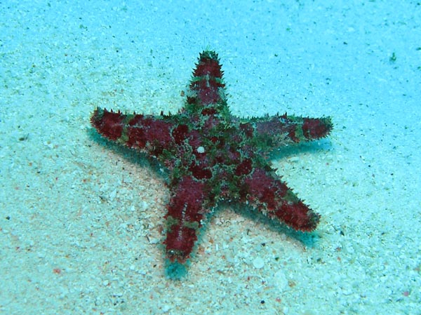 362 ヒメノコギリヒトデ ランゲルハンス島の海