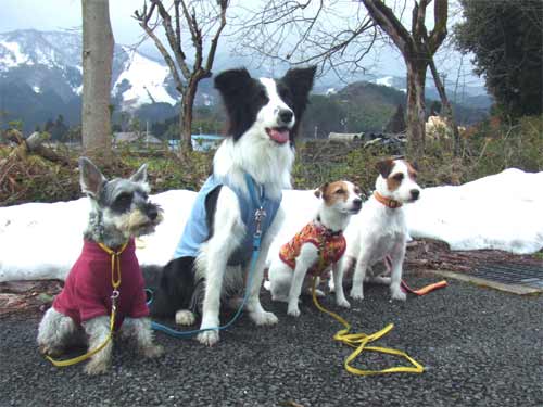 雪は無くてもカニがある_e0114966_12565566.jpg