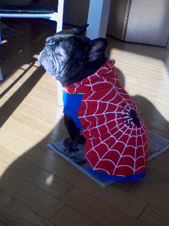 スパイダーあお_b0011068_19582267.jpg