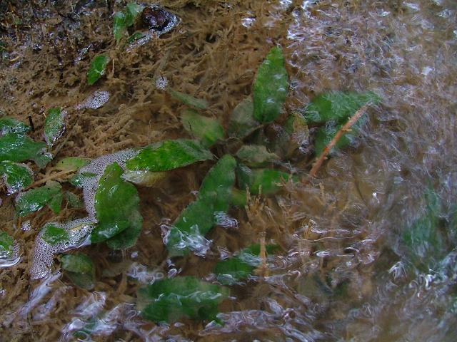 Cryptocoryne sp Paｌm Forest near FELDA Tenggaroh MERSING産_a0067578_20555539.jpg