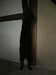 アメトラ_b0072729_13565443.jpg