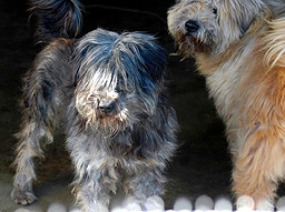 いきものがつなぐ日韓　　　　サプサル犬_d0088332_15331413.jpg