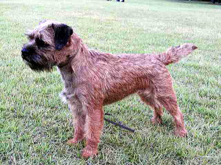 ボーダーテリアパピー オーナーさん募集します Free As A Dog いつも 自由に ボーダーテリアパピー オーナーさん募集します Free As A Dog いつも 自由に