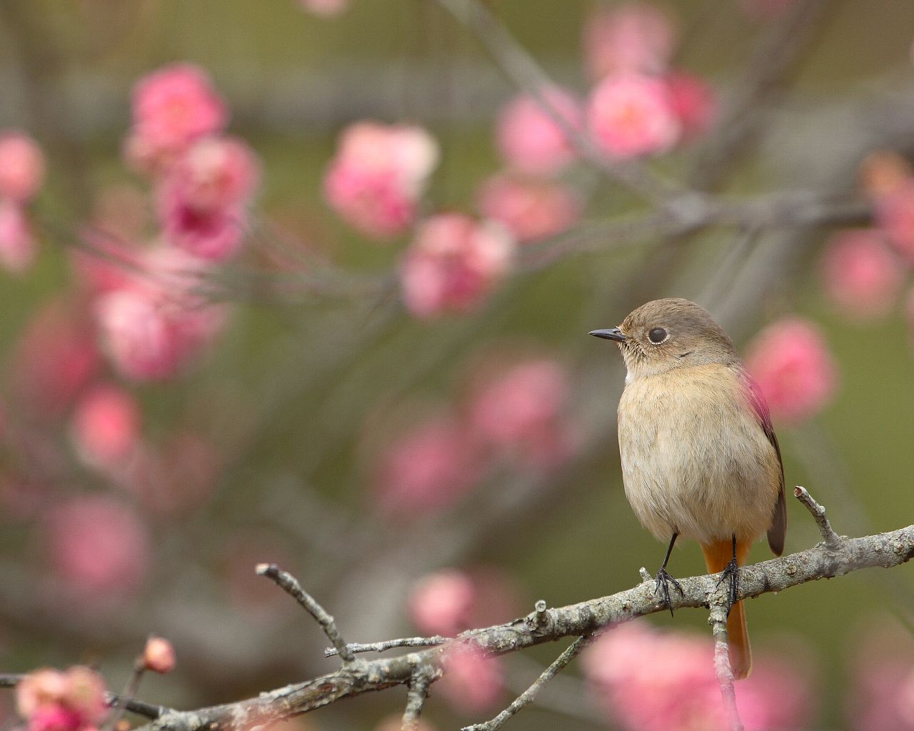 紅梅とジョウビタキ 早春の野鳥の壁紙 Life With Birds 3