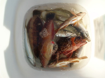 12日の釣果_a0077071_1236939.jpg