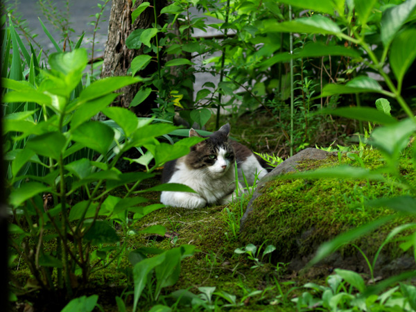 ２００６年夏の小諸懐古園_c0110112_035649.jpg