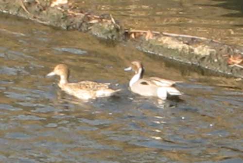 水鳥たち_b0047738_92529.jpg