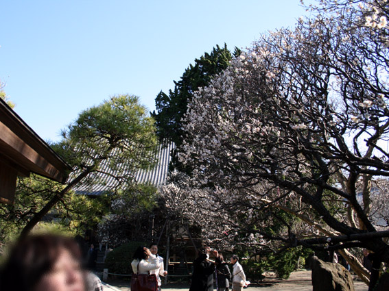 梅は咲いたか、桜はまだかいな・・・（1）_c0035838_22271532.jpg