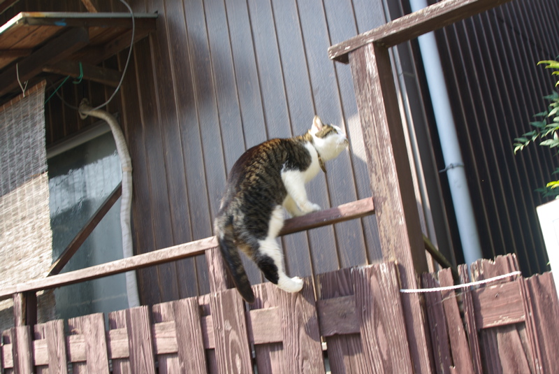 尾道の猫シリーズその４（屋根猫）_a0009554_19272445.jpg