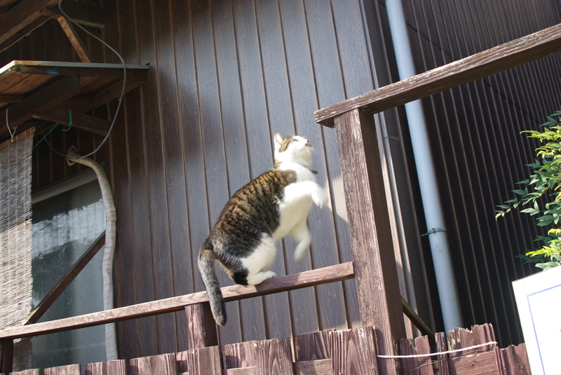 尾道の猫シリーズその４（屋根猫）_a0009554_19283860.jpg