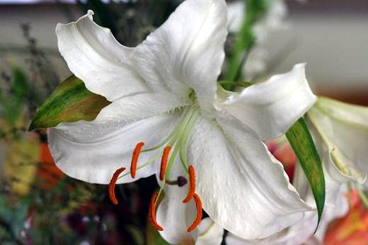ピエール＝ジョゼフ・ルドゥーテ『ユリ科植物図譜2 ユリ科