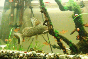 e0072757_2292481.gif