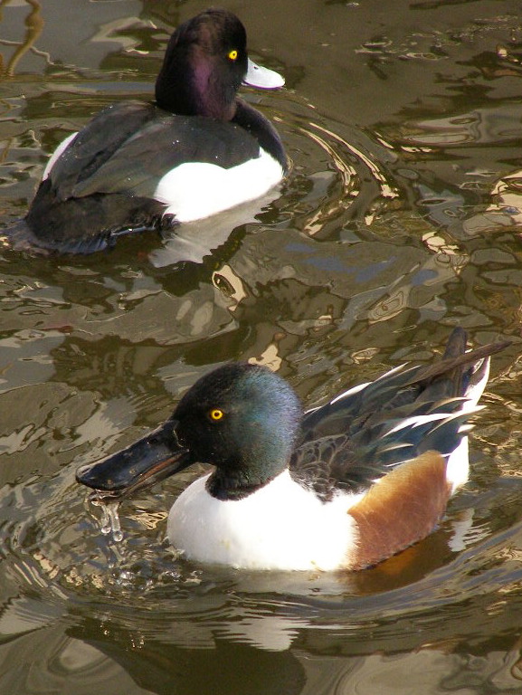 e0064158_2484.jpg