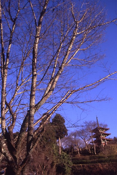 飛鳥岡寺の塔と地蔵と_e0037563_115353.jpg