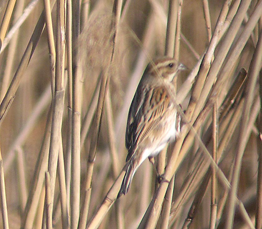 先週末の鳥類園(2007.2.10~12)_e0046474_17461949.jpg
