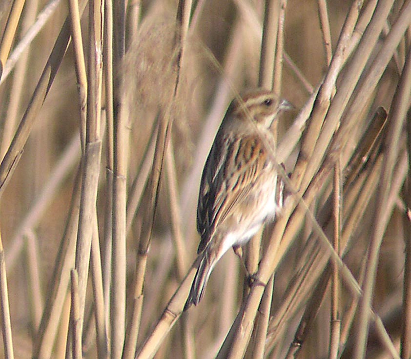 先週末の鳥類園（2007.2.10～12）_e0046474_17461949.jpg