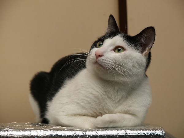 外猫撮影さぼり中につき_c0109780_19491492.jpg