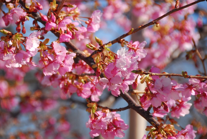 河津桜＠馬事公苑_d0056382_22121528.jpg