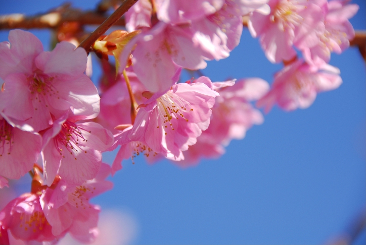 河津桜＠馬事公苑_d0056382_2214320.jpg