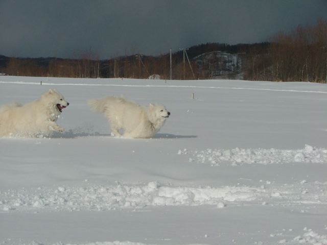 雪ド〜ンでラブラブ気分のあとは…_a0057237_1514084.jpg