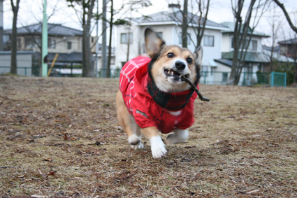 寝巻き着て　足は枯れ野を　駆けるやら　_b0031538_2341575.jpg