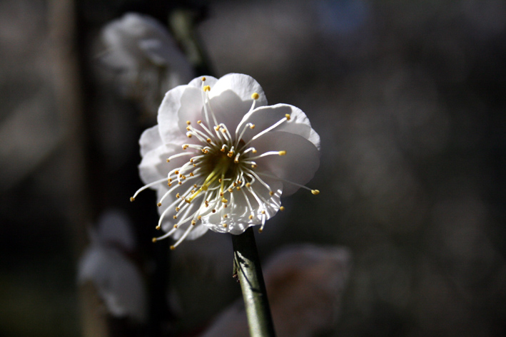 梅は咲いたか、桜はまだかいな・・・（2）_c0035838_22164883.jpg