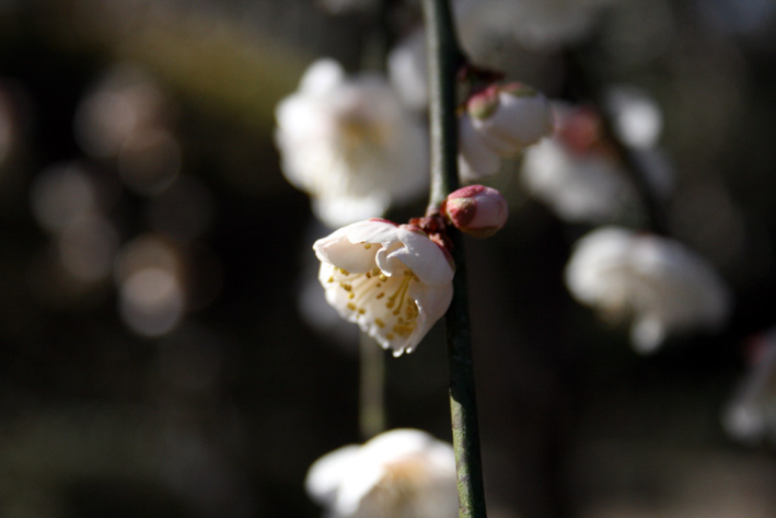 梅は咲いたか、桜はまだかいな・・・（2）_c0035838_22175812.jpg