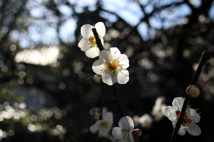 梅は咲いたか、桜はまだかいな・・・（2）_c0035838_22191482.jpg