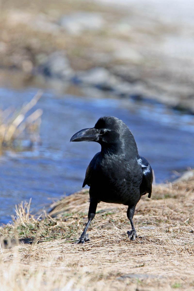 カラスの濡れ羽色 身近な自然を撮る