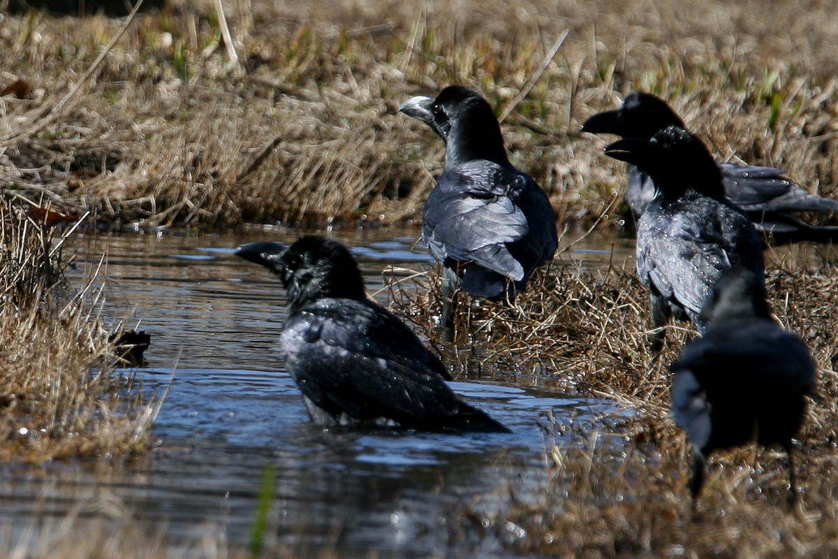 カラスの濡れ羽色 身近な自然を撮る カラスの濡れ羽色 身近な自然を撮る