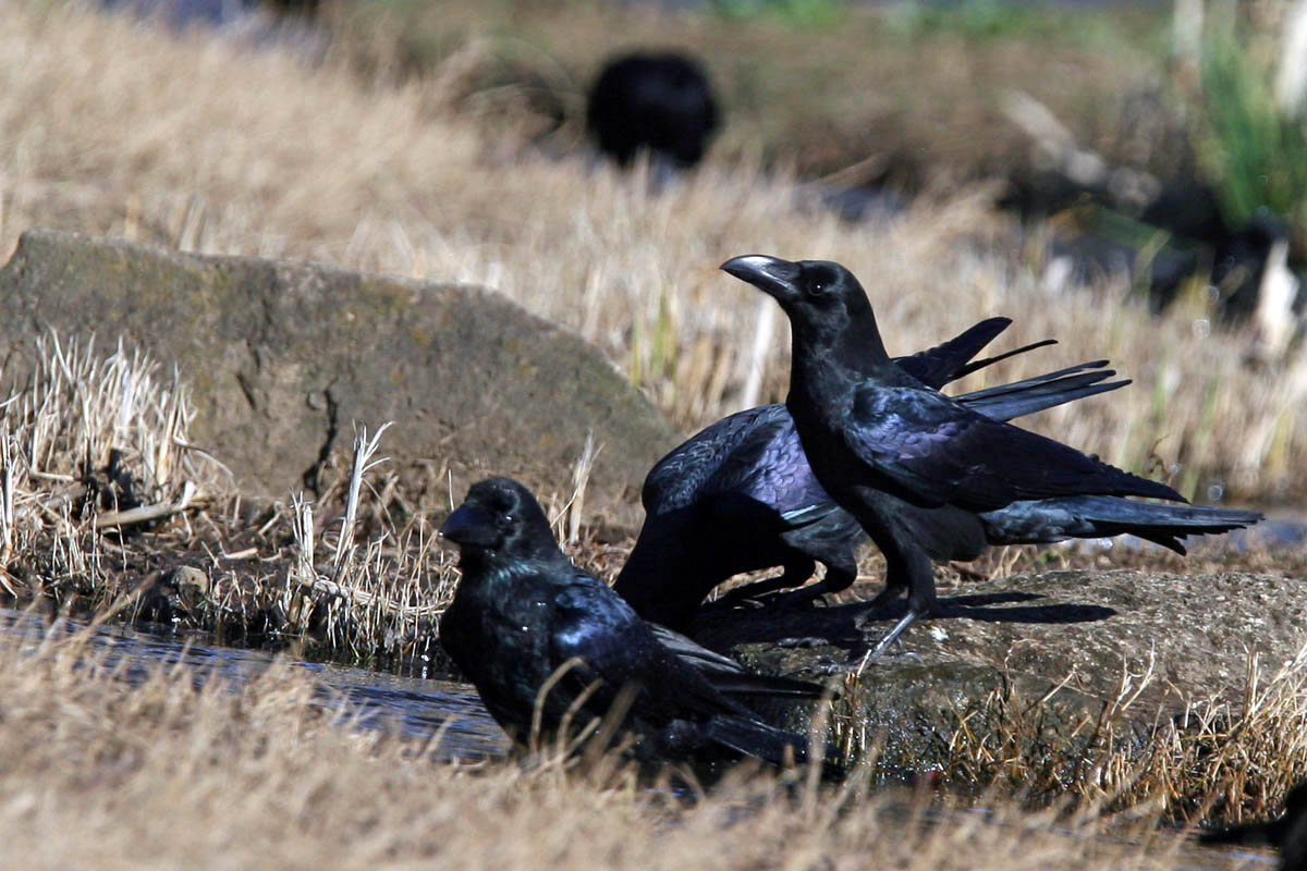 カラスの濡れ羽色 身近な自然を撮る カラスの濡れ羽色 身近な自然を撮る