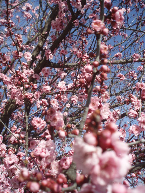 A Plum Blossom？_b0079097_8504571.jpg